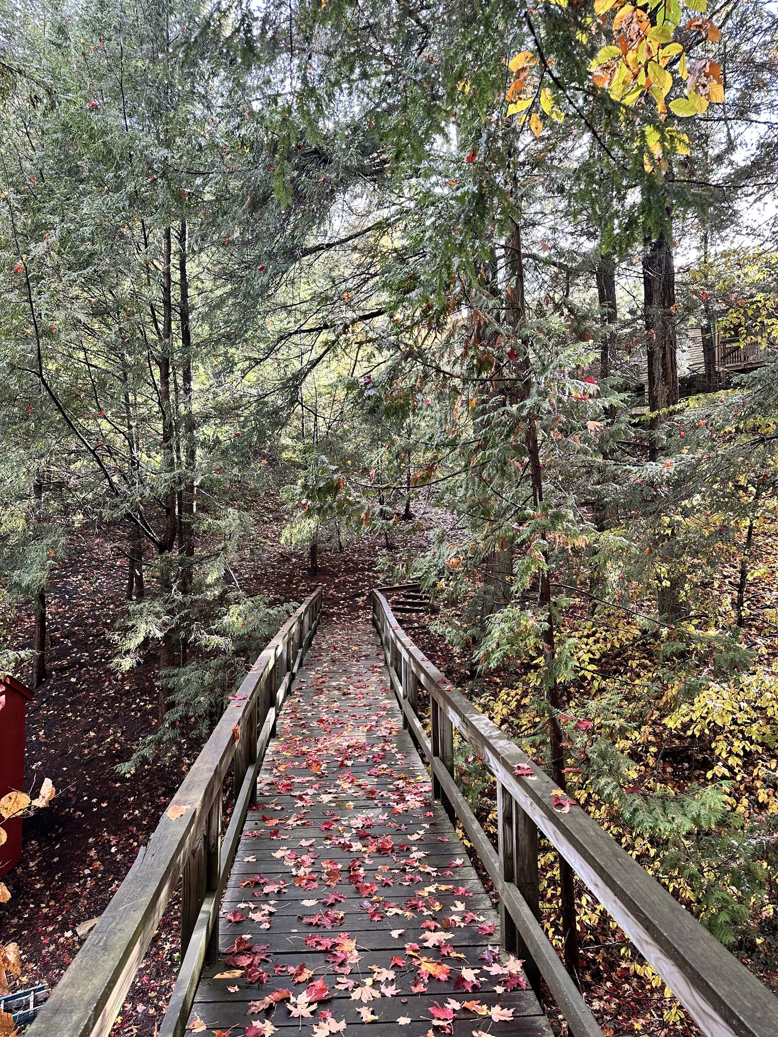 The footbridge covered in fallen leaves