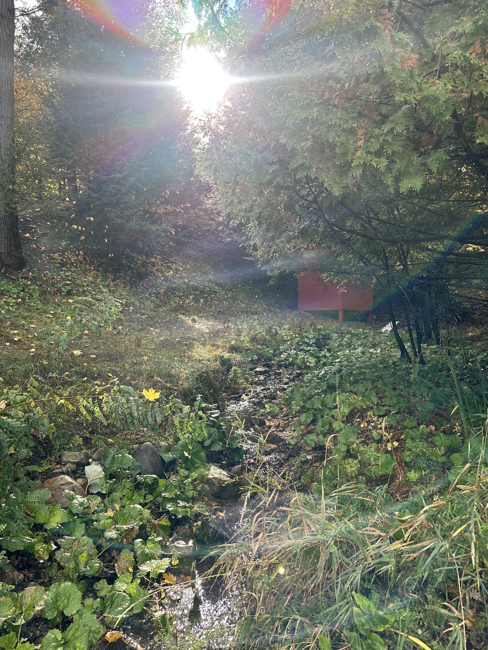 The creek, running through the property in summer