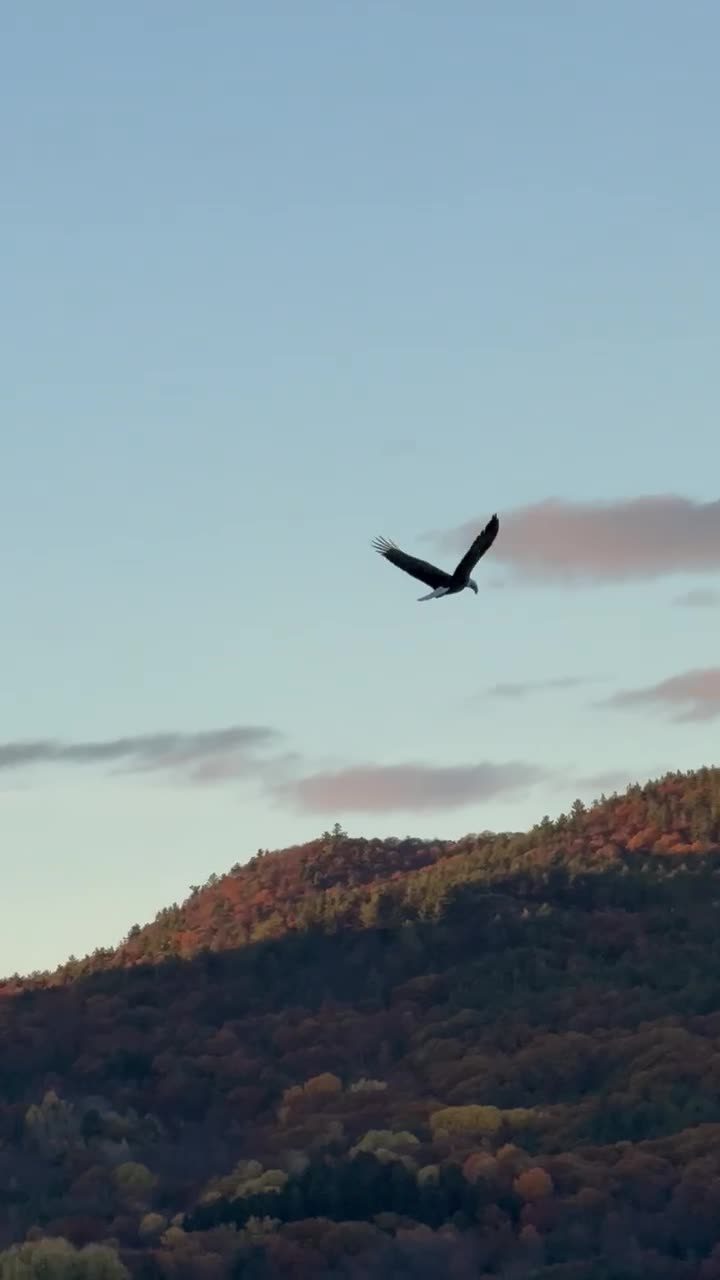 A bald eagle flying over camp