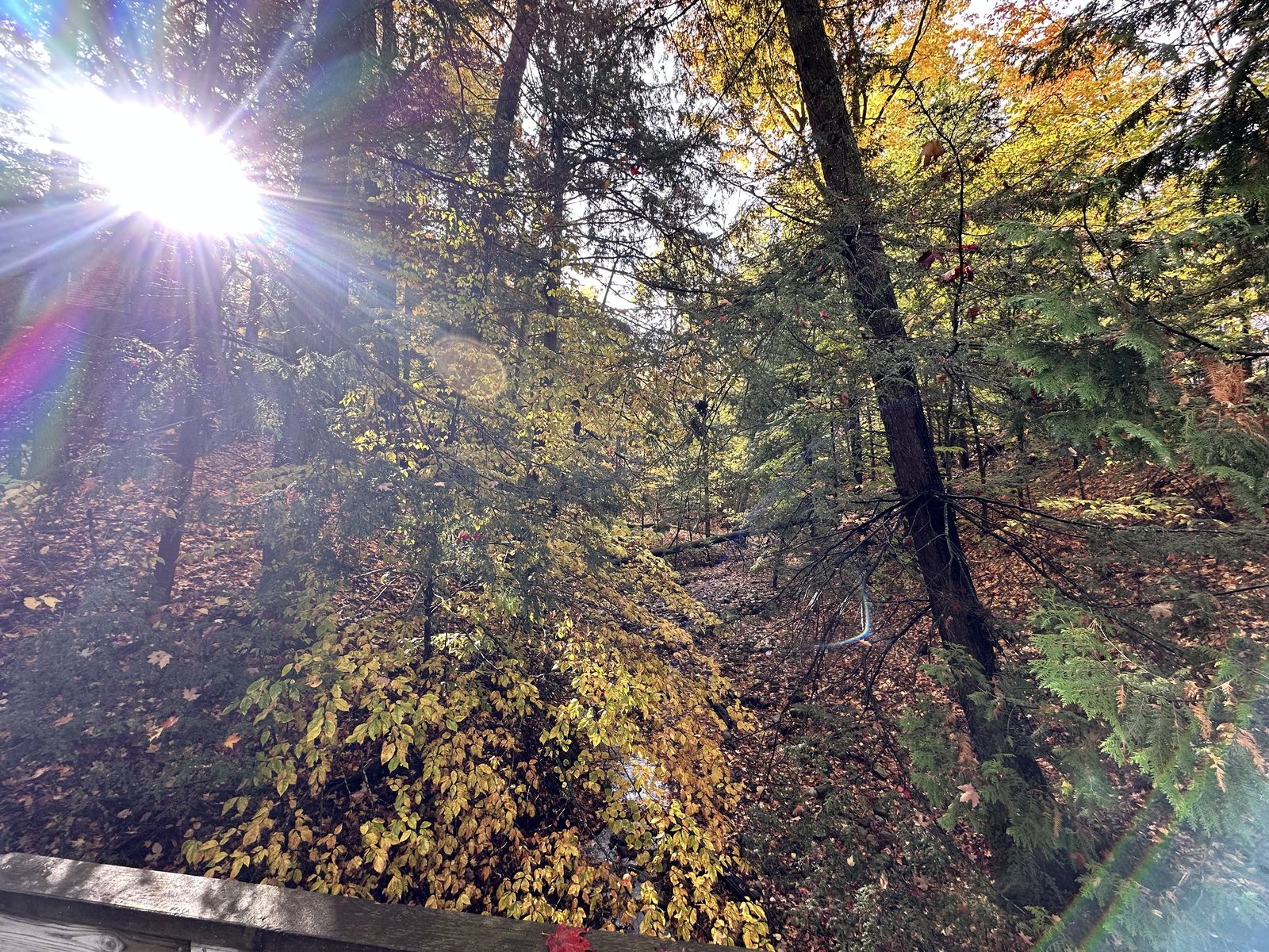 Sunlight through the trees, fall