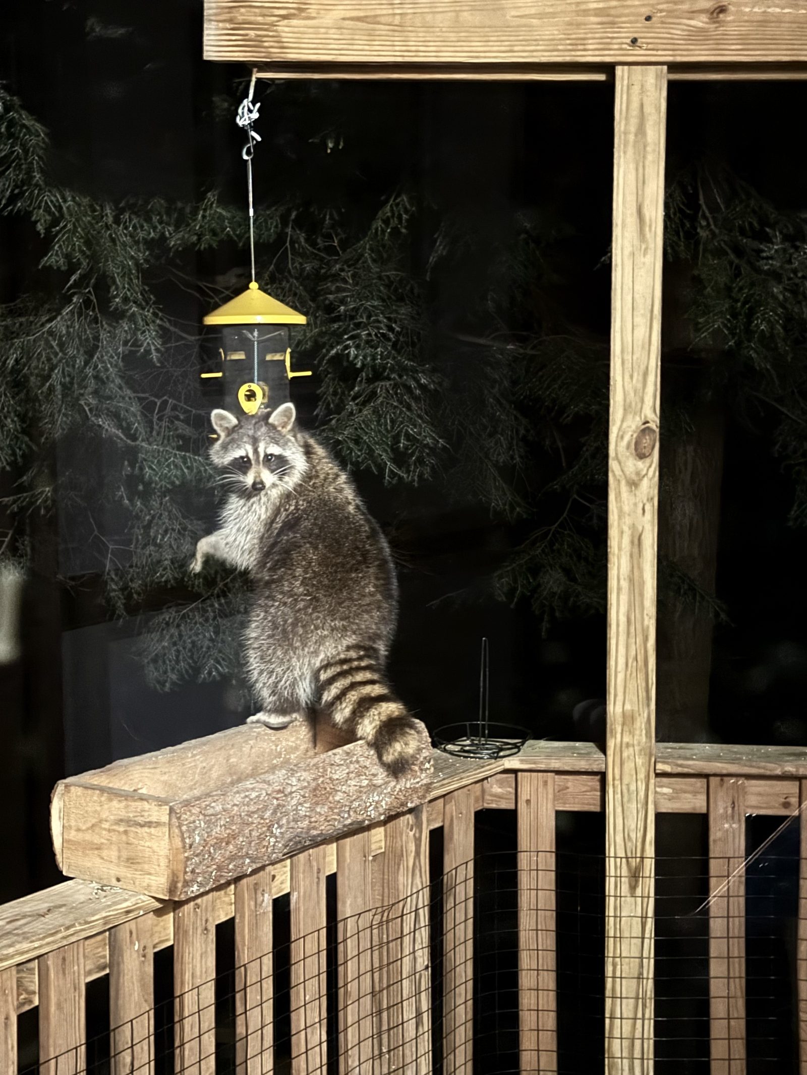 Gus the raccoon, visiting the deck at night